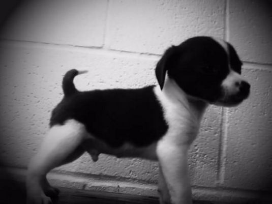 black and white beagle for sale