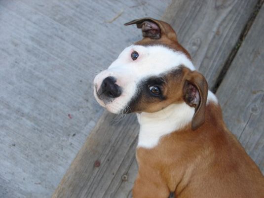 Cute Puppy: Achilles the Shadow