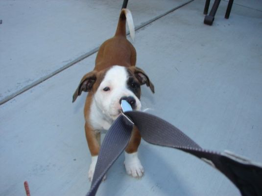 Cute Puppy: Achilles the Shadow