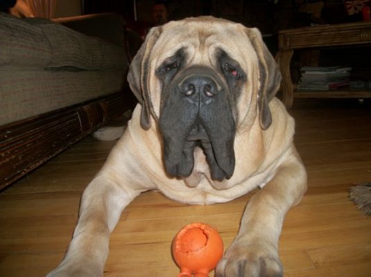 Alvin the Mastiff