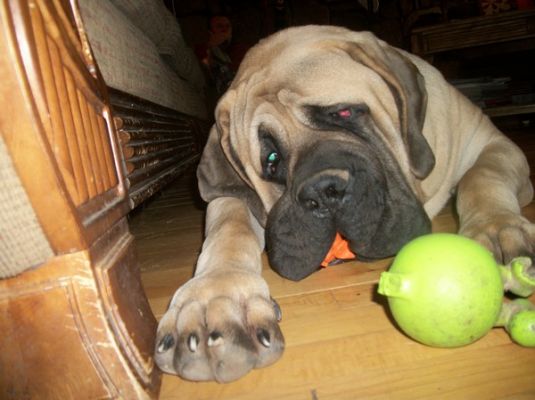 Alvin the Mastiff