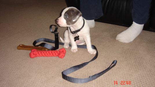 Pit Bull Puppies