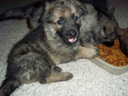 German Shepherd Puppies