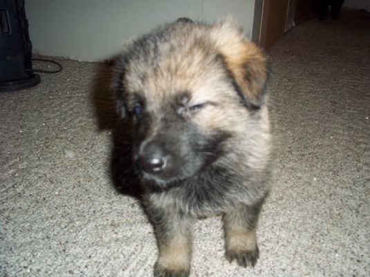 German Shepherd Puppies