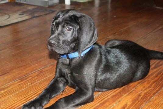 Labrador Retriever Puppies