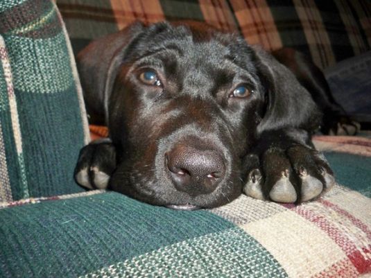 Labrador Retriever Puppies