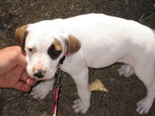 Pit Bull Puppies