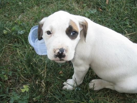 Pit Bull Puppies