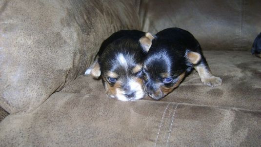 Cute Puppy: Bambi the Tiny Yorkie