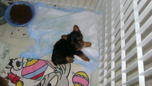 Cute Puppy: Bambi the Tiny Yorkie