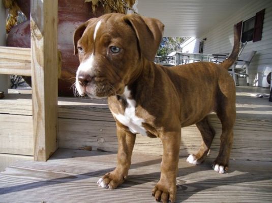 Pit Bull Puppies