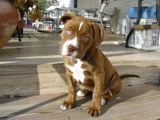 Pit Bull Puppies