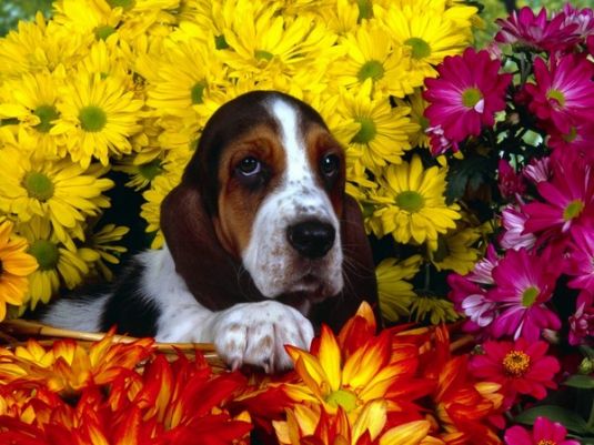 Bo the Basset Hound