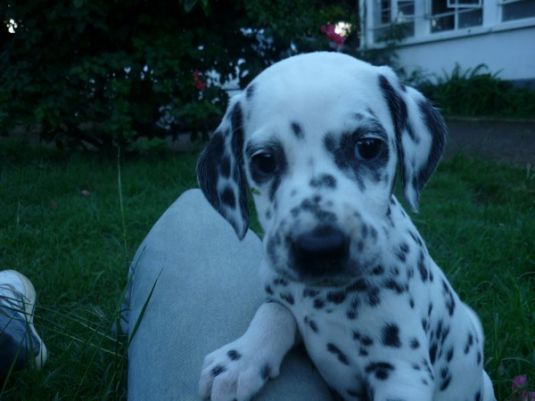 Dalmatian Puppies