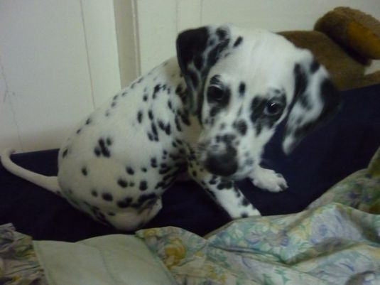 Dalmatian Puppies