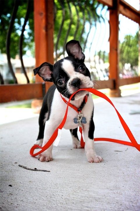 Boston Terrier Puppies