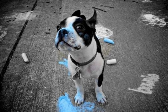 Boston Terrier Puppies