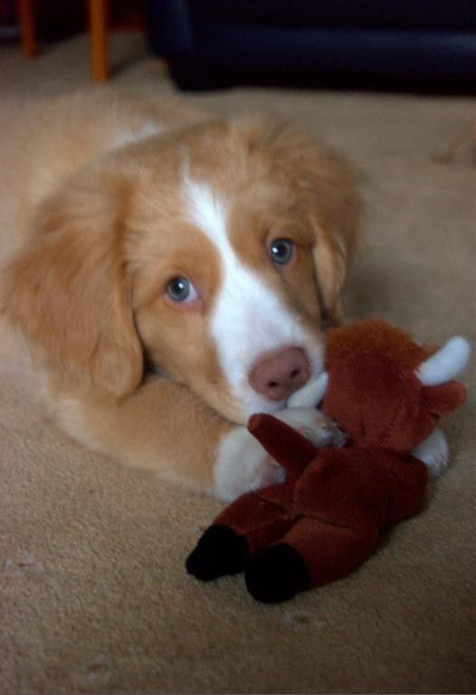 Brodie the Nova Scotia Retriever