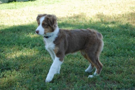 Australian Shepherd Puppies