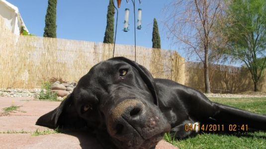 Great Dane Puppies