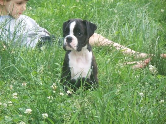 Boxer Puppies