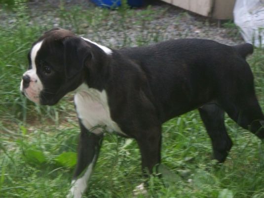 Boxer Puppies