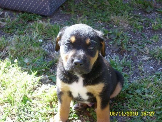 Carter the Rottweiler Puppy