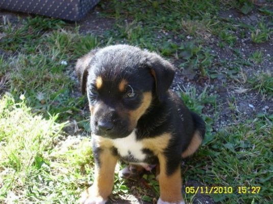 Carter the Rottweiler Puppy