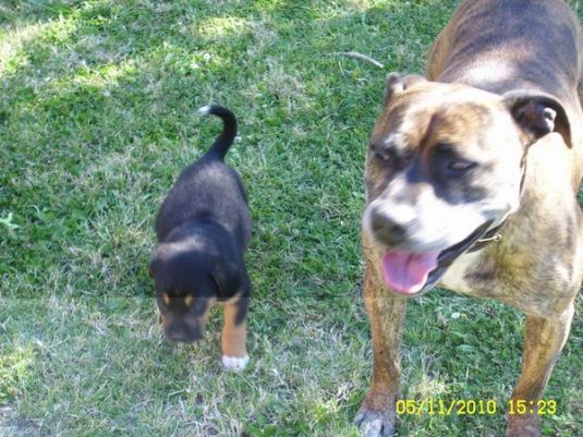 Carter the Rottweiler Puppy