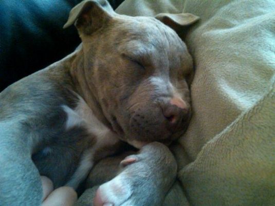 Pit Bull Puppies