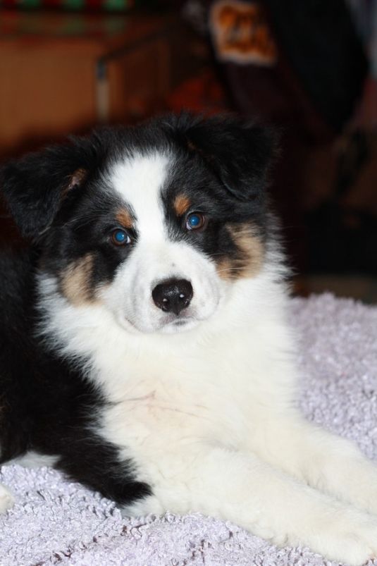 Australian Shepherd Puppies