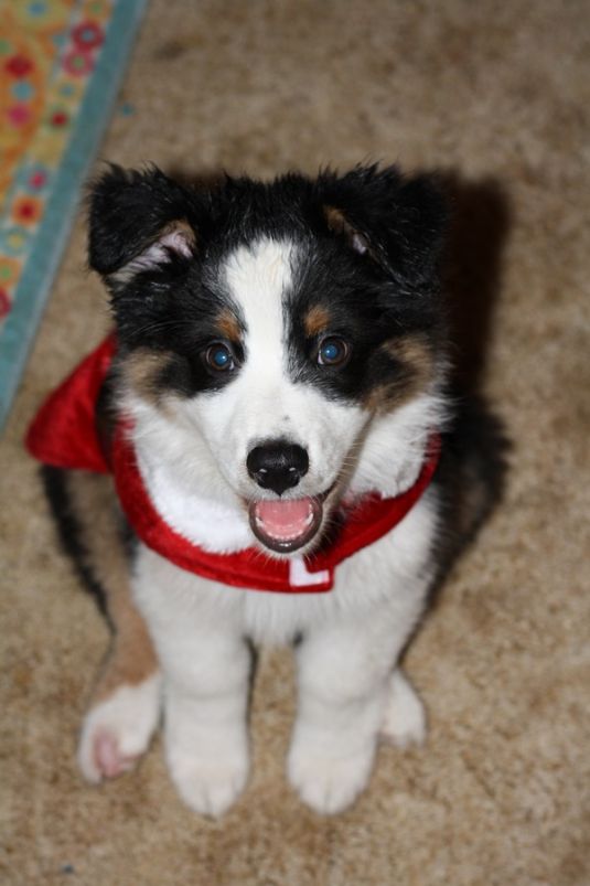 Australian Shepherd Puppies