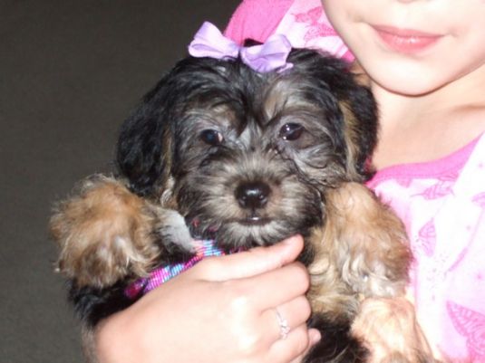 Cute Puppy: Cute Chloe