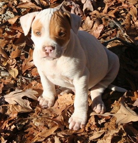 Cholo the Pit Bull Puppy Cholo the Pit Bull Puppy