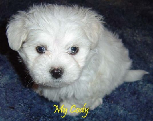 Cody the Maltese Puppy