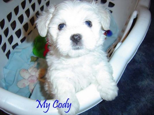 Cody the Maltese Puppy