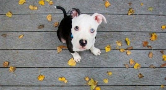 Pit Bull Puppies