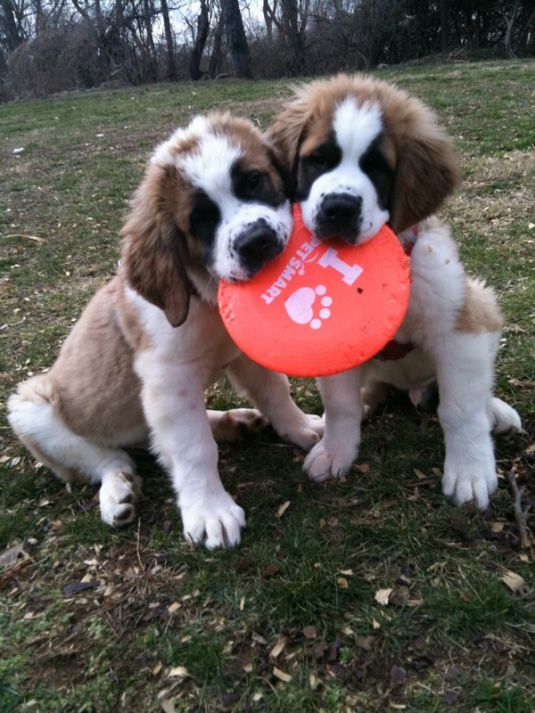 Saint Bernard Puppies