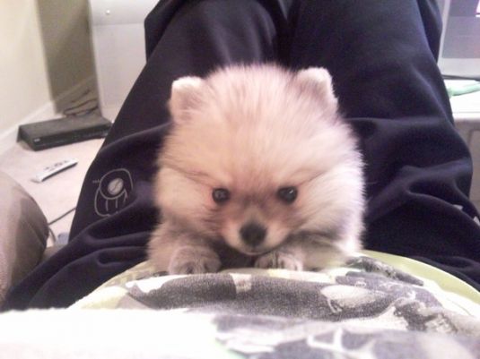 Cooper the Pomeranian Cooper the Pomeranian