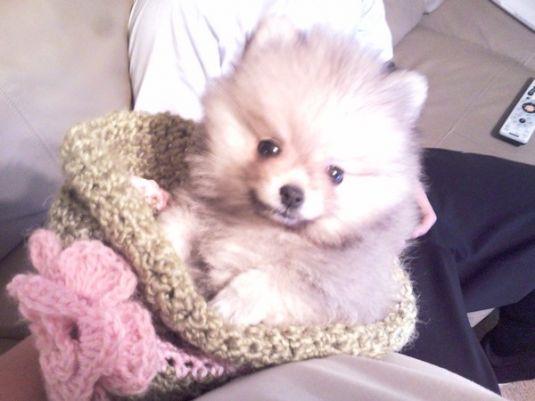 Cooper the Pomeranian Cooper the Pomeranian