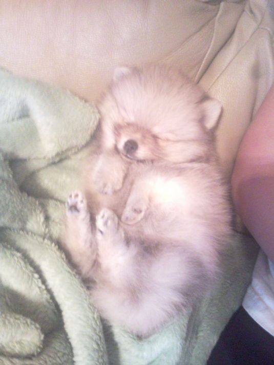Cooper the Pomeranian Cooper the Pomeranian