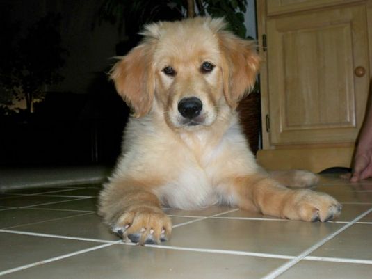 Golden Retriever Puppies