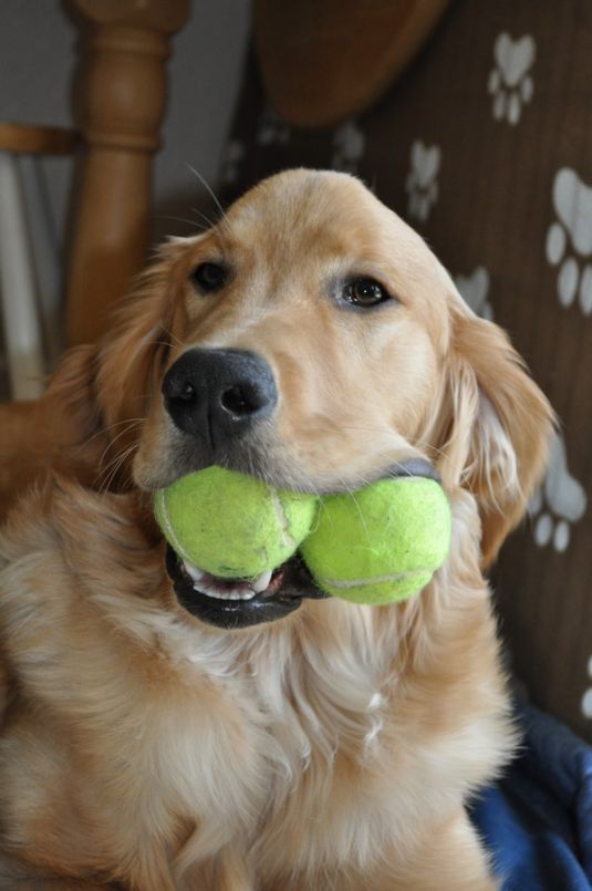 Golden Retriever Puppies