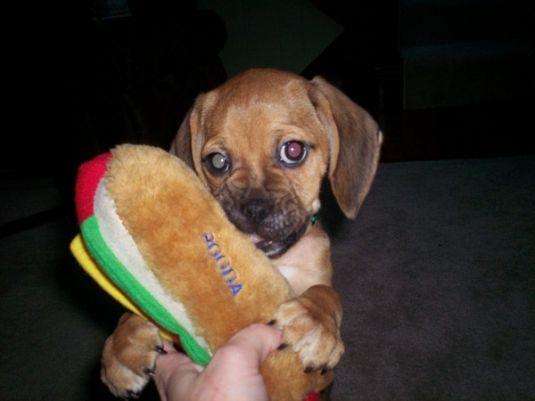 Copper the Puggle