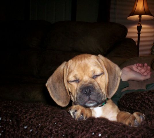 Copper the Puggle