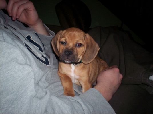 Copper the Puggle