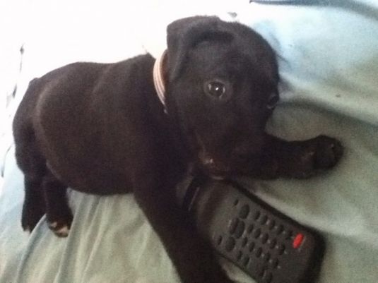 Boxer Puppies