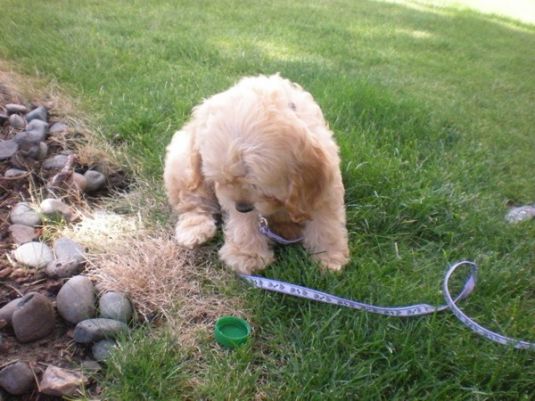 Cori the Cockapoo