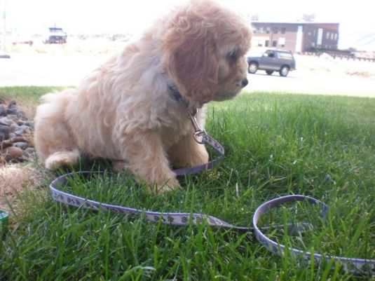 Cori the Cockapoo