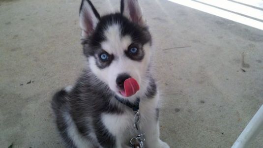 Siberian Husky Puppies